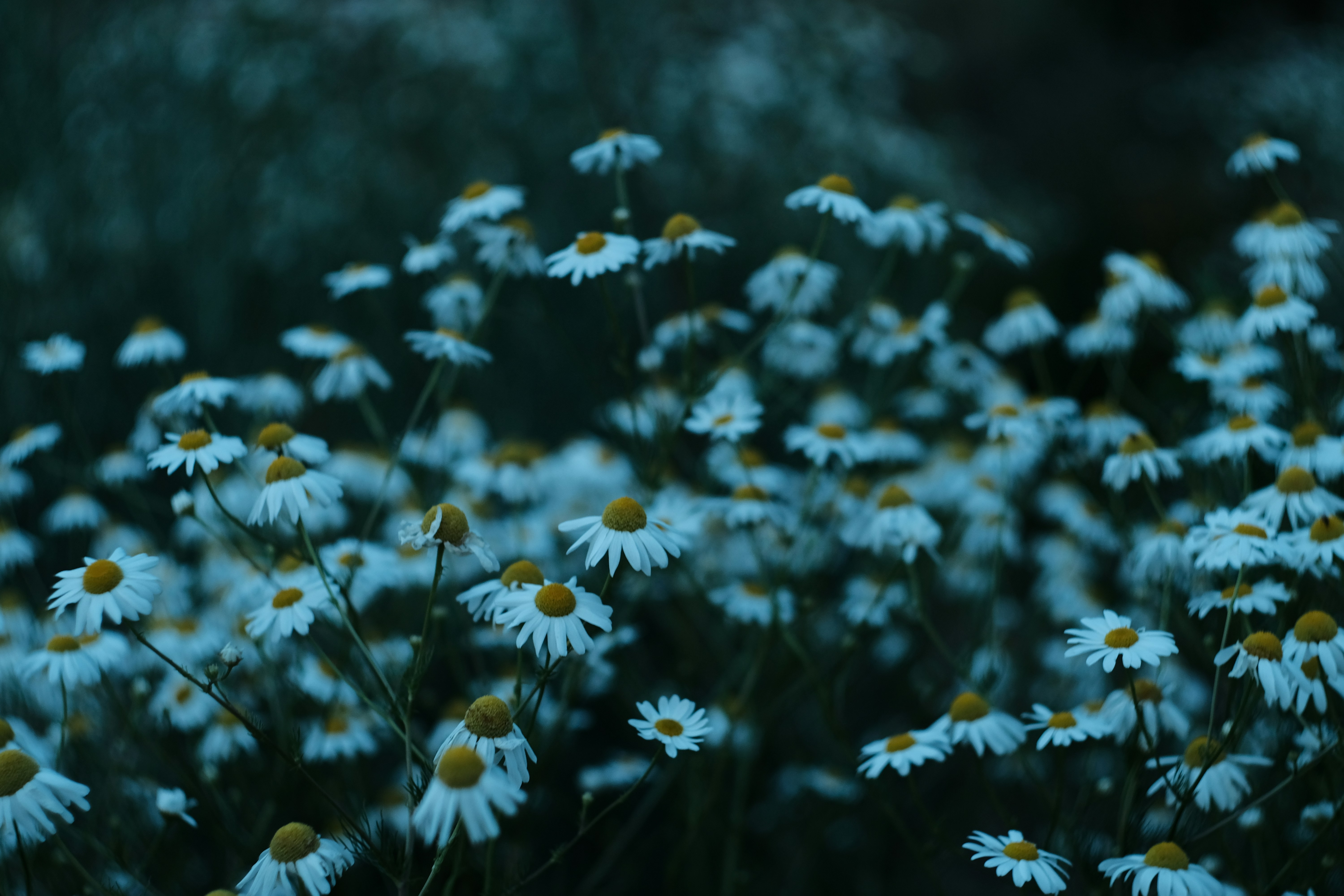 a bunch of white flowers with yellow centers