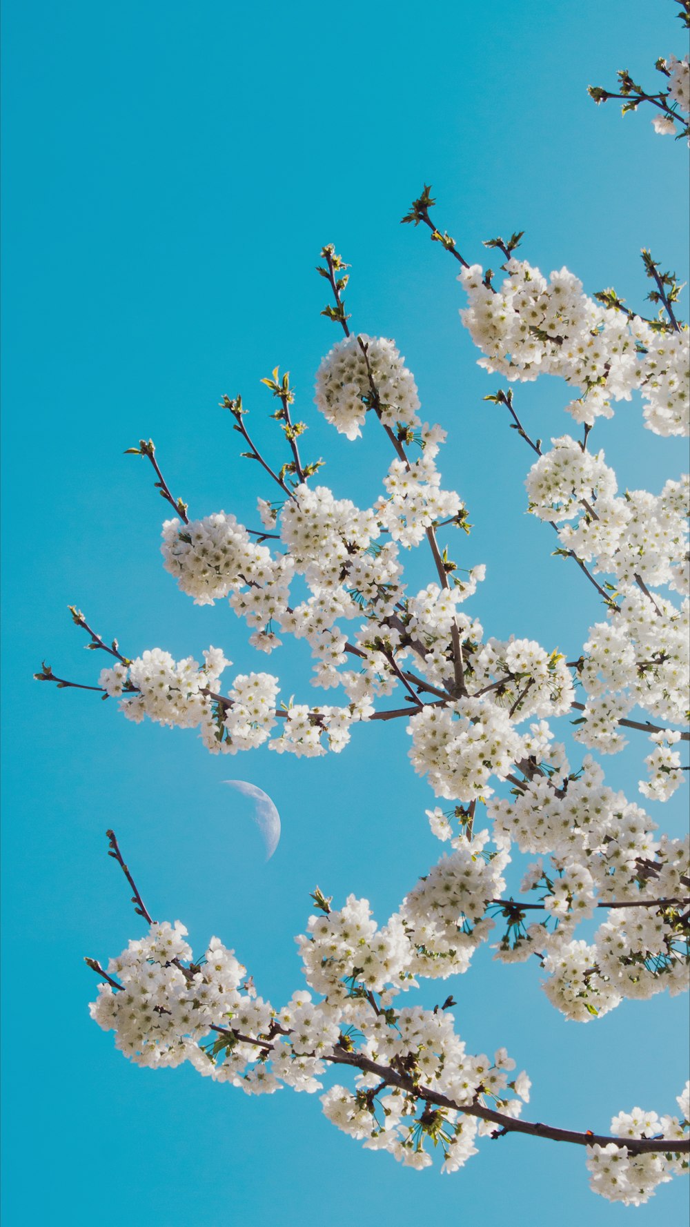 a tree with white flowers and a half moon in the sky