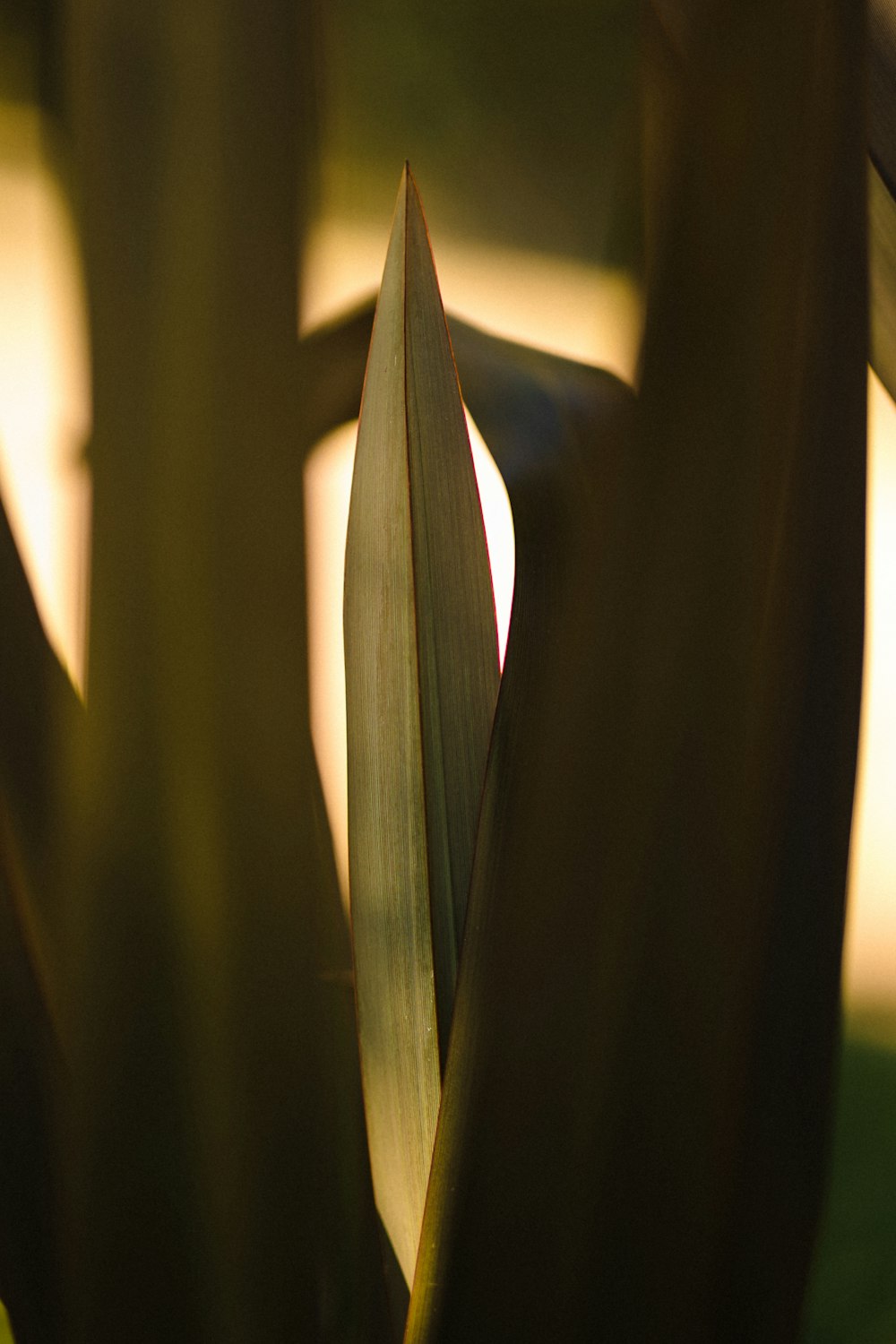 a close up of a plant with a blurry background