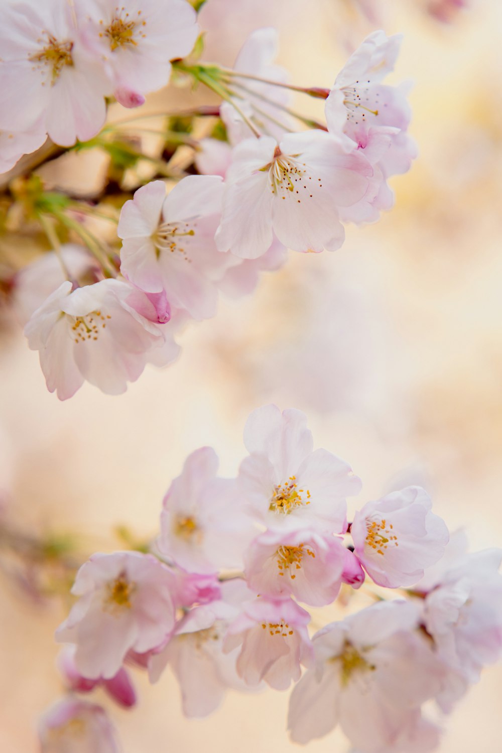 a close up of pink flowers on a tree