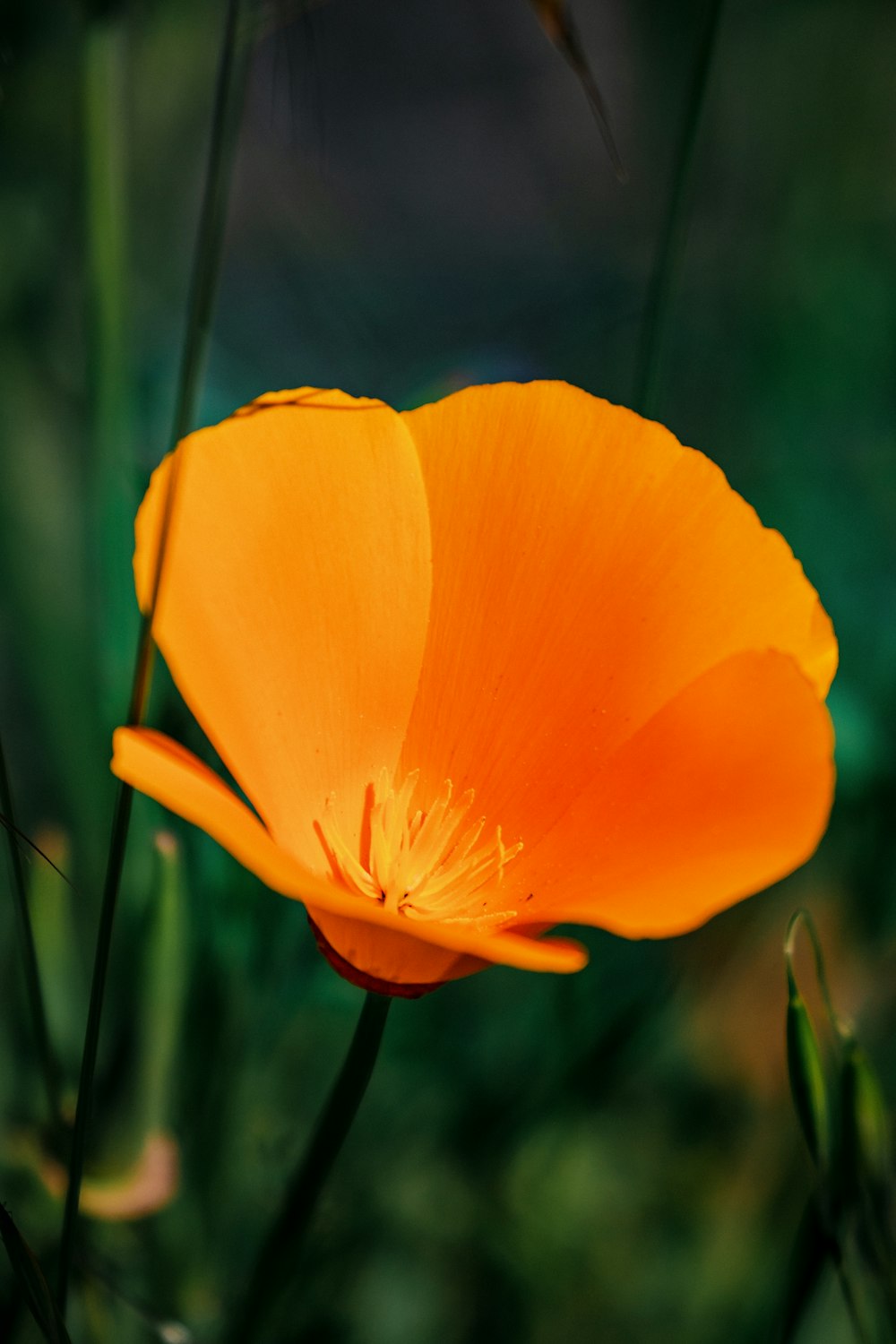 a bright orange flower in the middle of a field