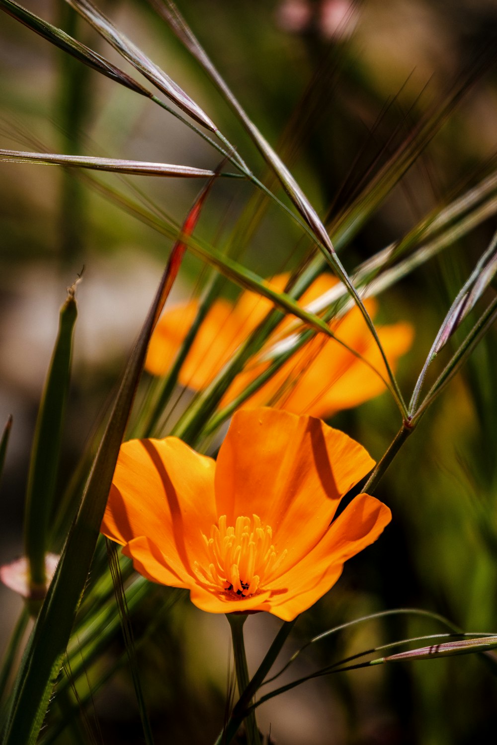 a close up of an orange flower in a field