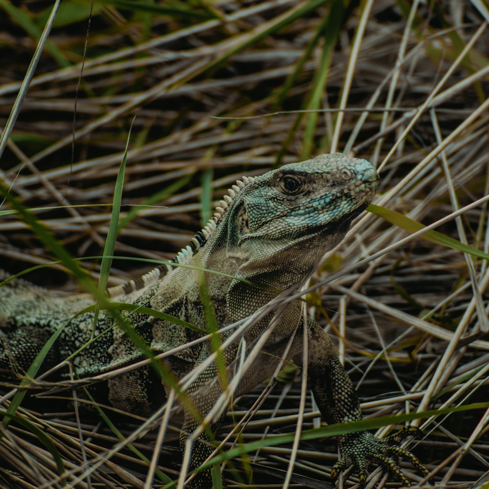 an iguana in a field of tall grass