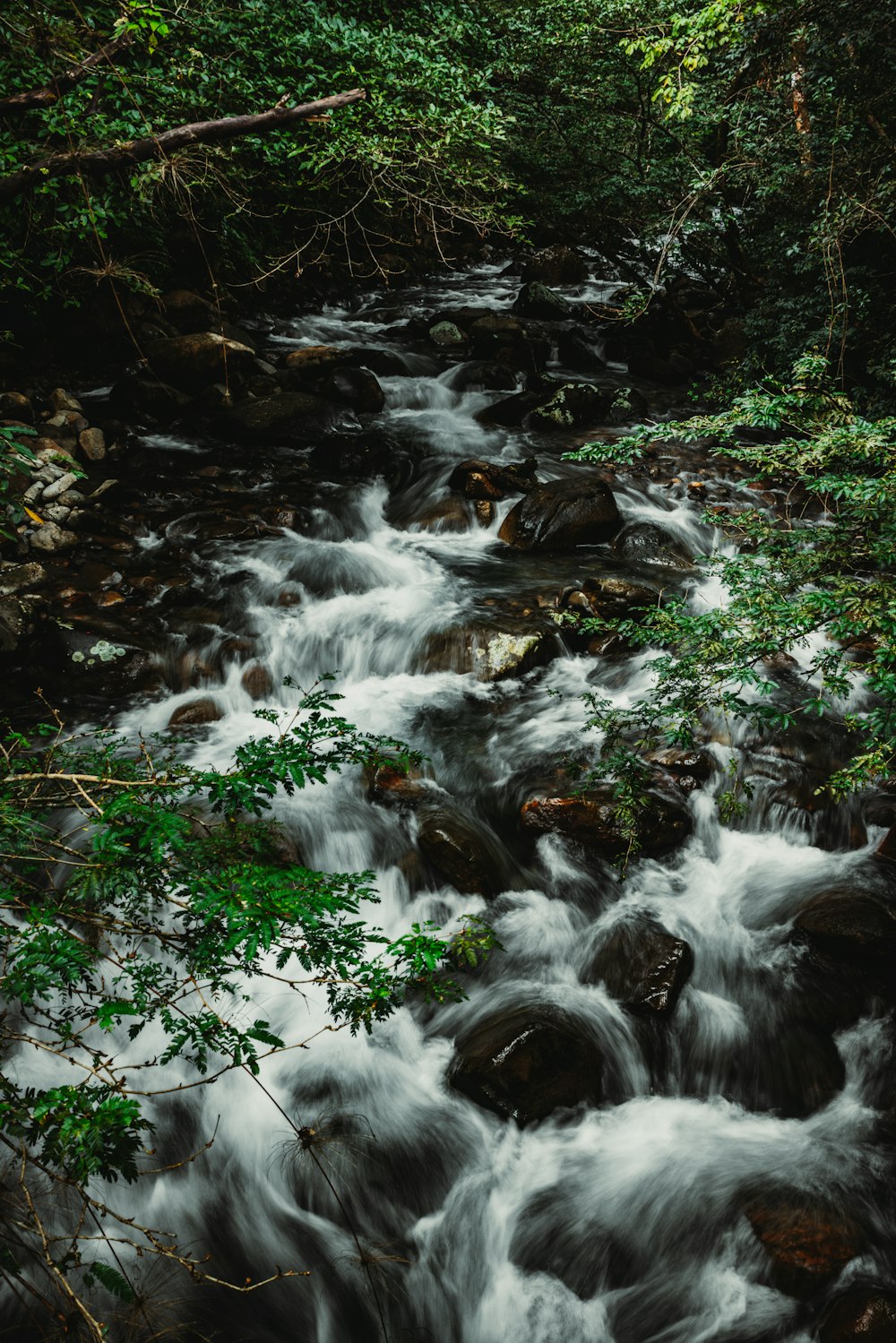 a stream running through a lush green forest