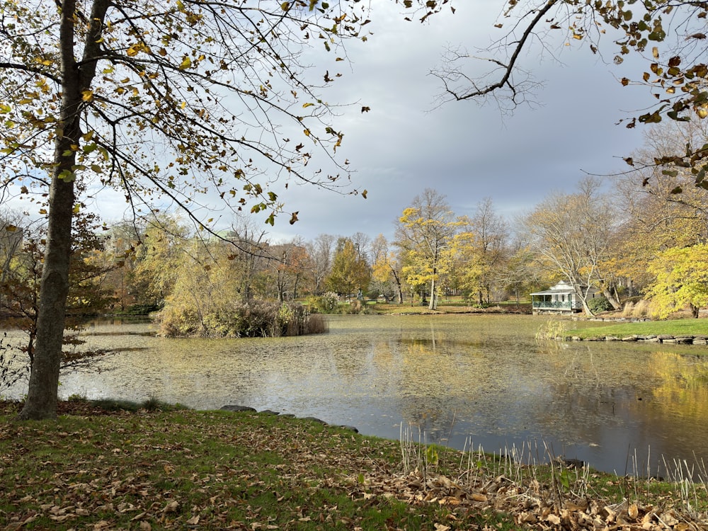 a pond in a park with a house in the background