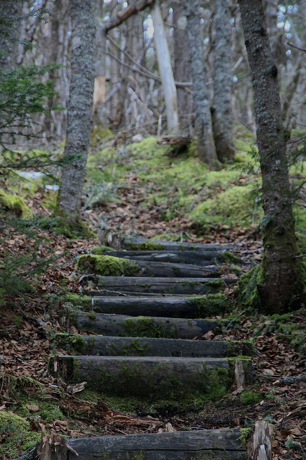 a set of steps in the woods with moss growing on them