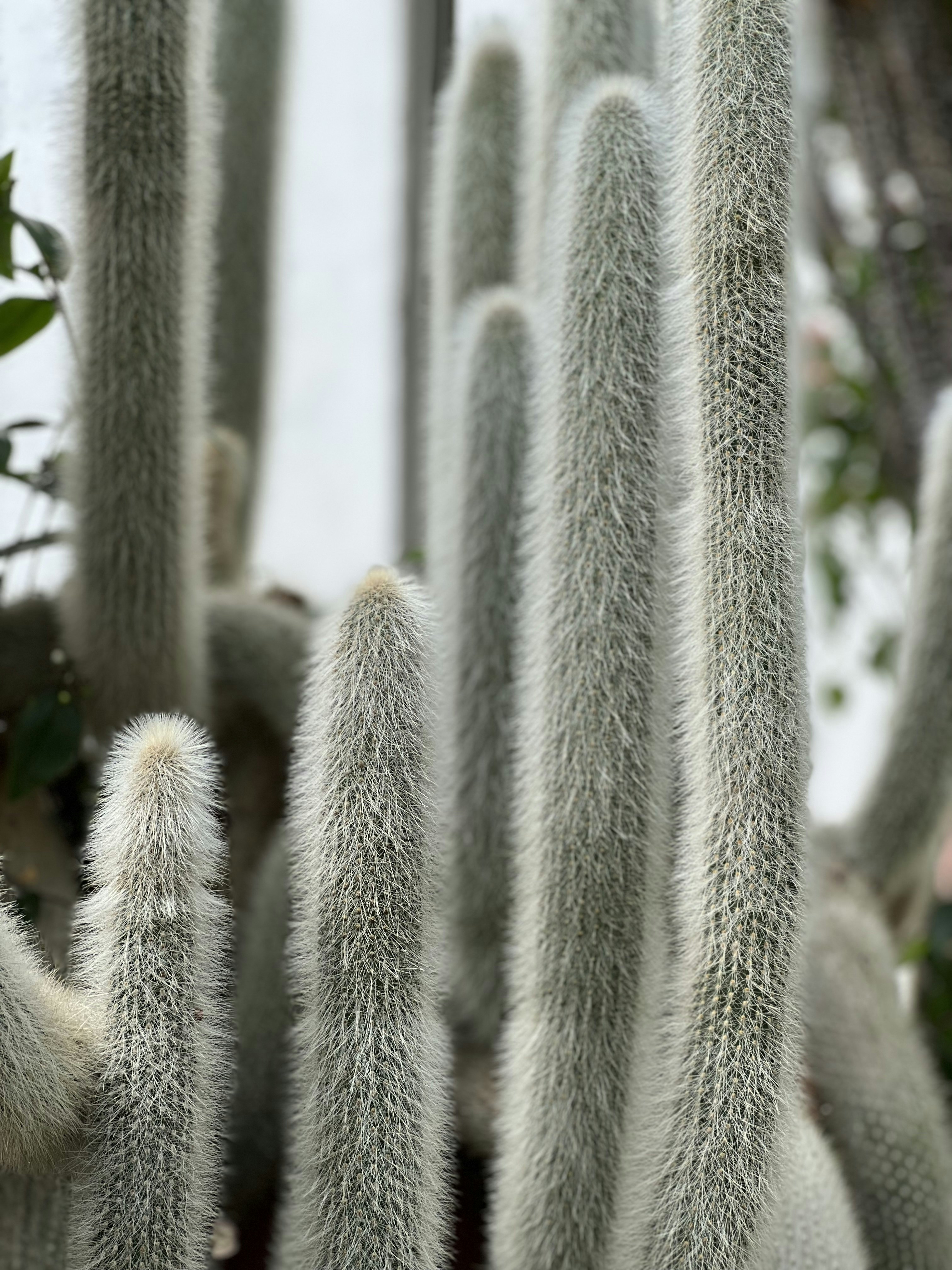 a close up of a bunch of cactus plants