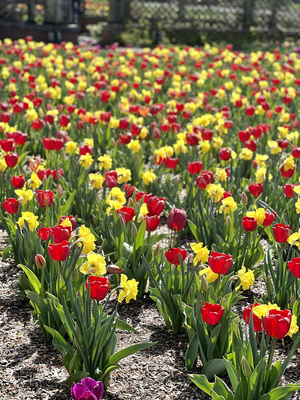 a field of red, yellow and purple tulips