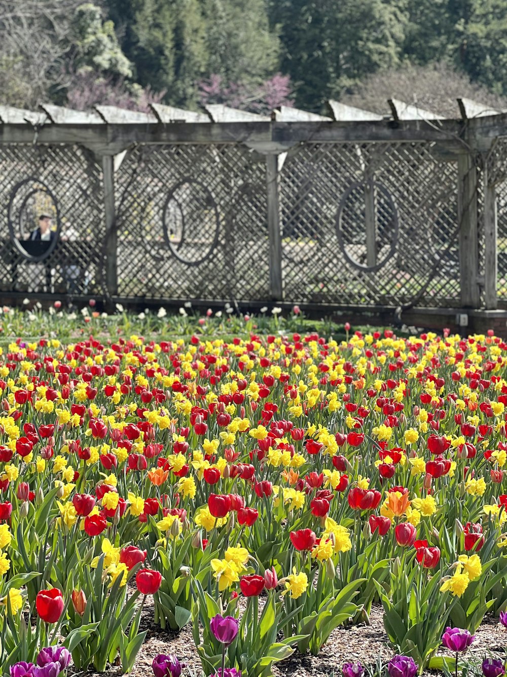 un champ de fleurs avec un banc en arrière-plan