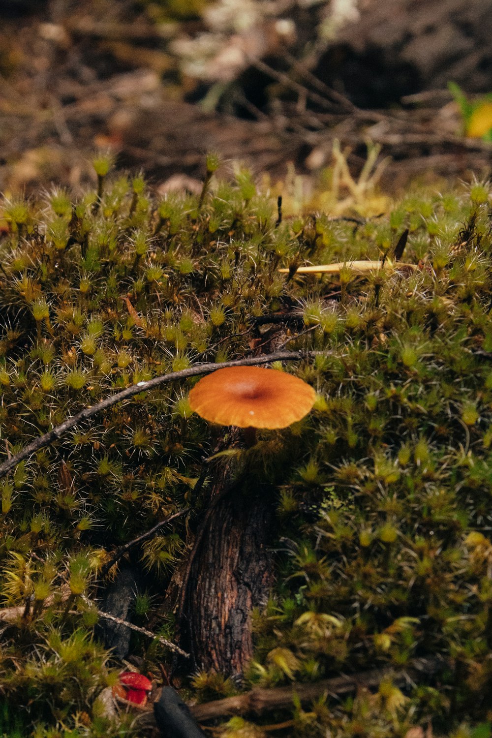 a small orange mushroom sitting on top of a moss covered ground