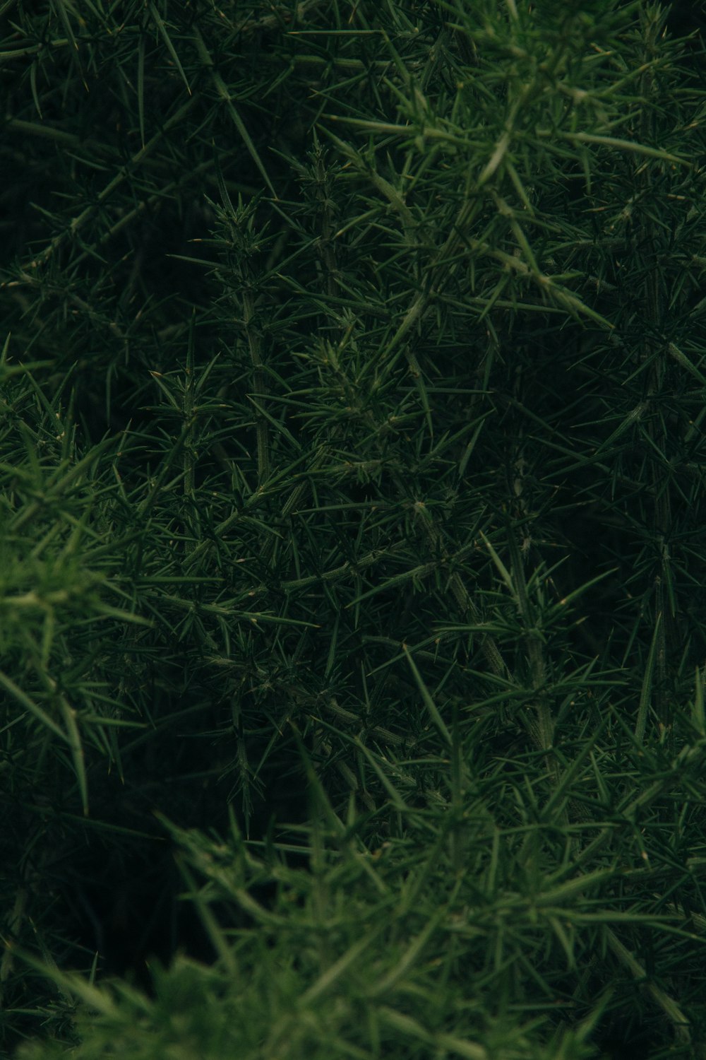 a close up of a tree with green leaves