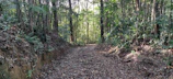 Volunteers planting saplings along a shaded trail.