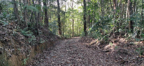 Volunteers planting saplings along a shaded trail.