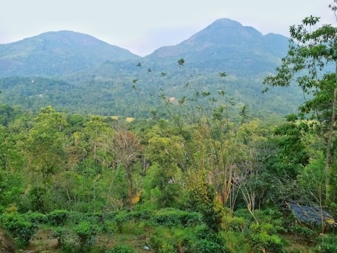 A lush, green forest landscape with dense vegetation in the foreground and rolling hills or mountains in the background. The scene is filled with various shades of green, indicating a rich and vibrant ecosystem. Tall trees and shrubs are abundant, contributing to the serene and peaceful ambiance of the environment.