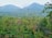 A lush, green forest landscape with dense vegetation in the foreground and rolling hills or mountains in the background. The scene is filled with various shades of green, indicating a rich and vibrant ecosystem. Tall trees and shrubs are abundant, contributing to the serene and peaceful ambiance of the environment.