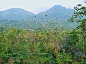 A lush, green forest landscape with dense vegetation in the foreground and rolling hills or mountains in the background. The scene is filled with various shades of green, indicating a rich and vibrant ecosystem. Tall trees and shrubs are abundant, contributing to the serene and peaceful ambiance of the environment.