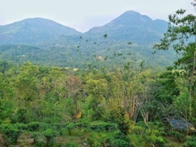 A lush, green forest landscape with dense vegetation in the foreground and rolling hills or mountains in the background. The scene is filled with various shades of green, indicating a rich and vibrant ecosystem. Tall trees and shrubs are abundant, contributing to the serene and peaceful ambiance of the environment.