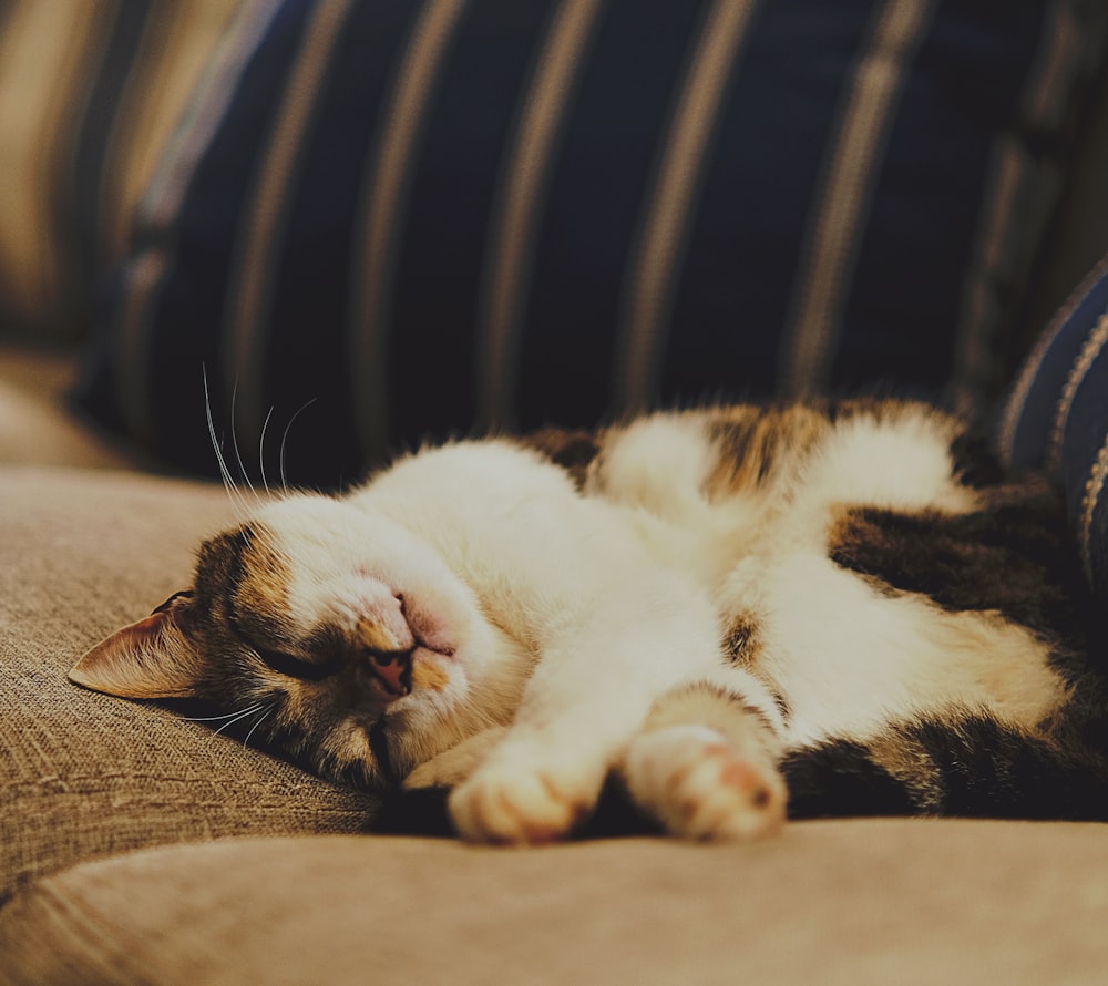 a cat laying on its back on a couch