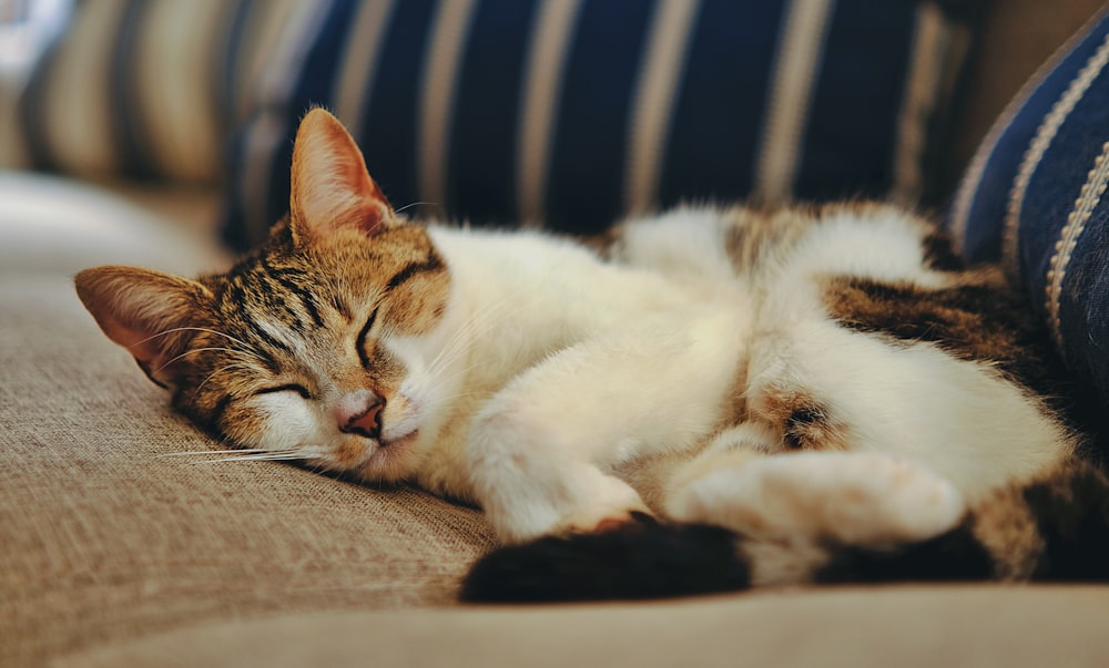 um gato dormindo em um sofá com os olhos fechados