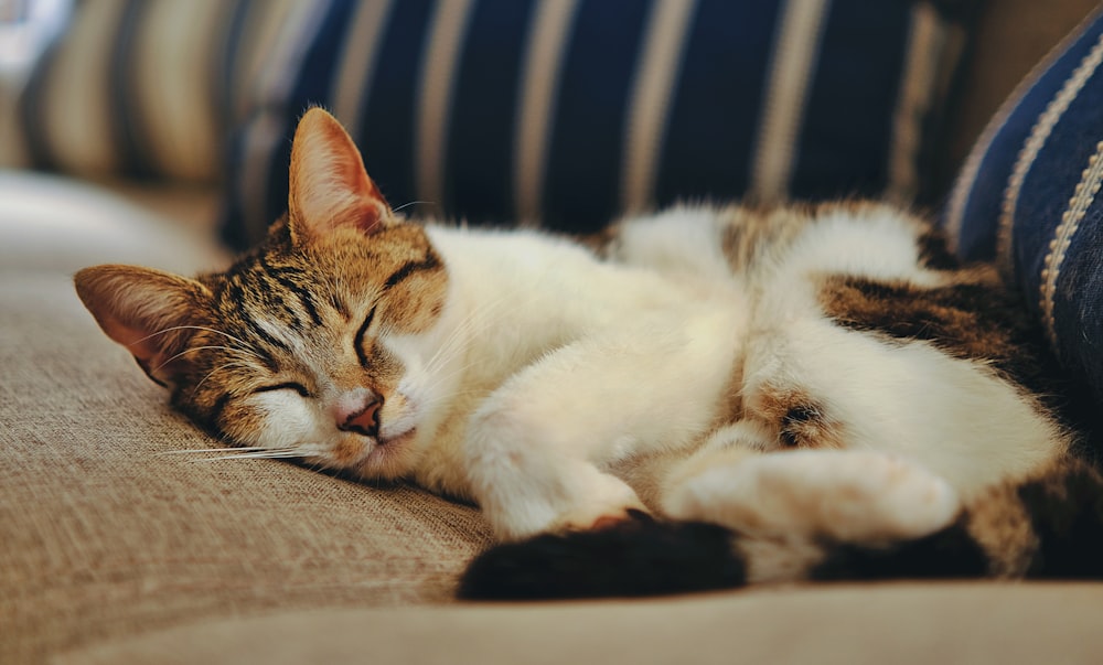 a cat sleeping on a couch with its eyes closed