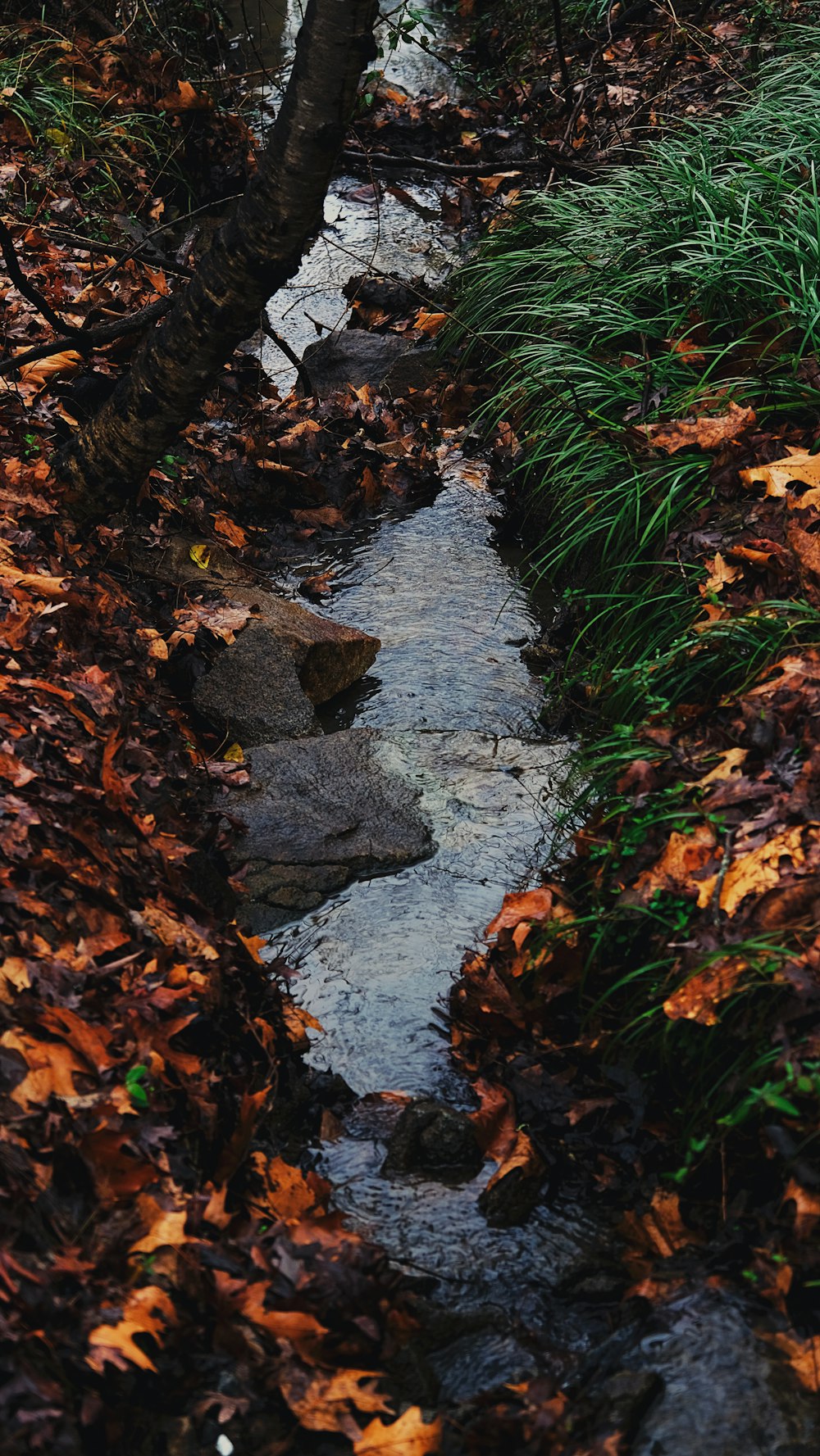 a stream running through a leaf covered forest