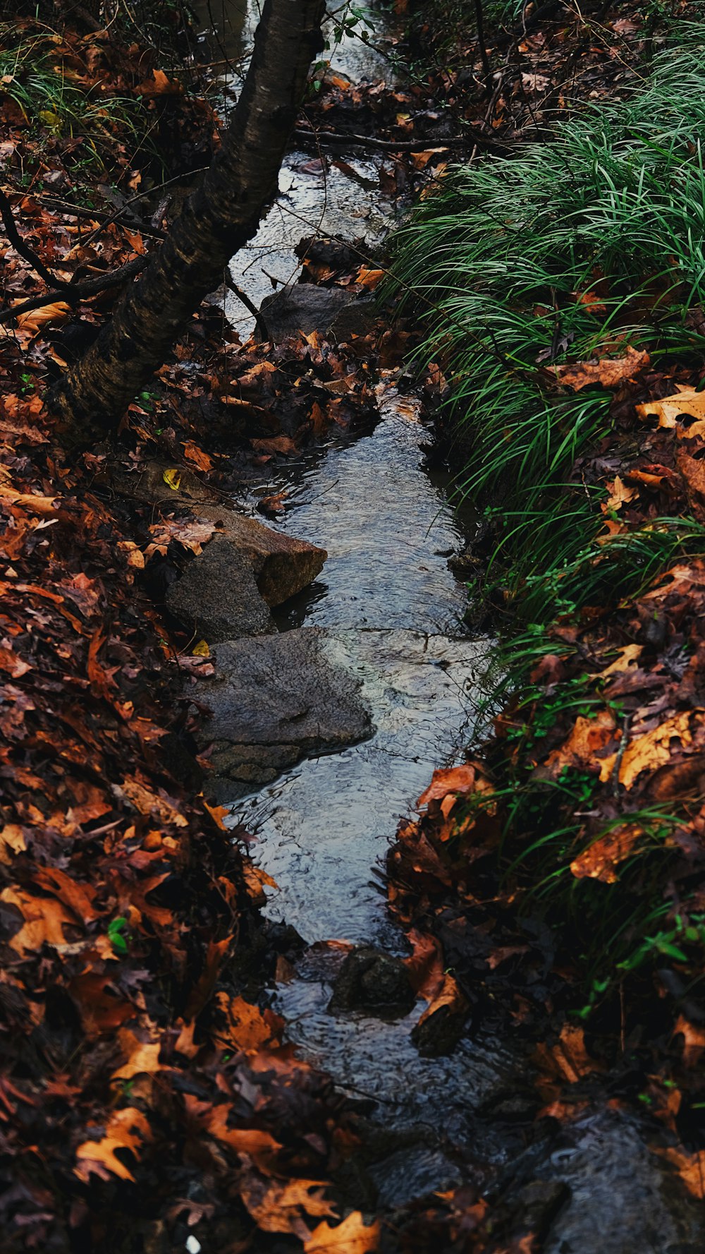 un ruisseau traversant une forêt couverte de feuilles