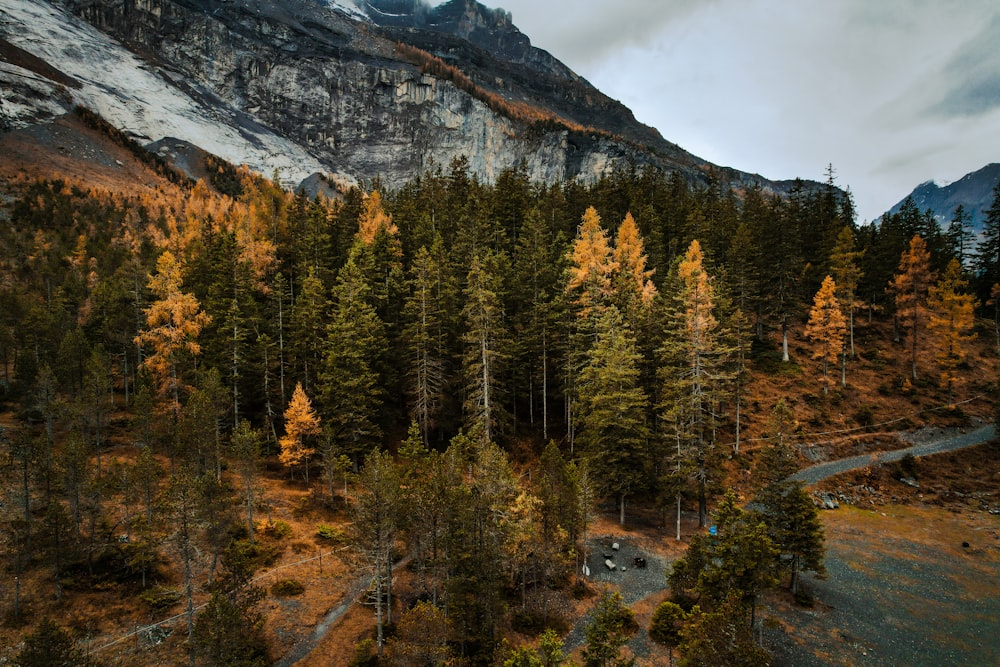 an aerial view of a forest with a mountain in the background