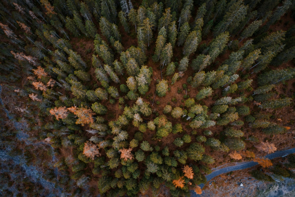 an aerial view of a forest with a river running through it