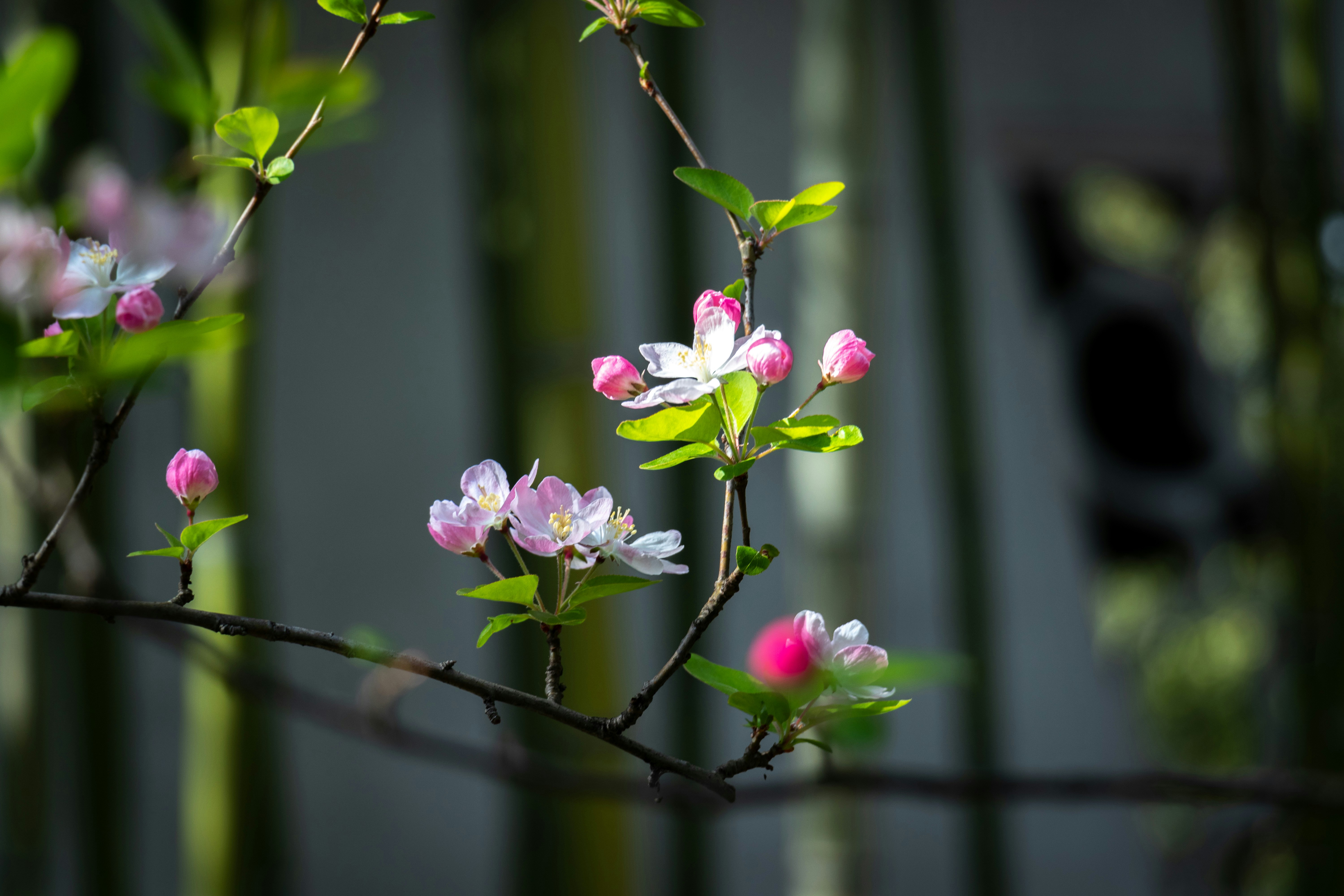 a branch with pink and white flowers and green leaves