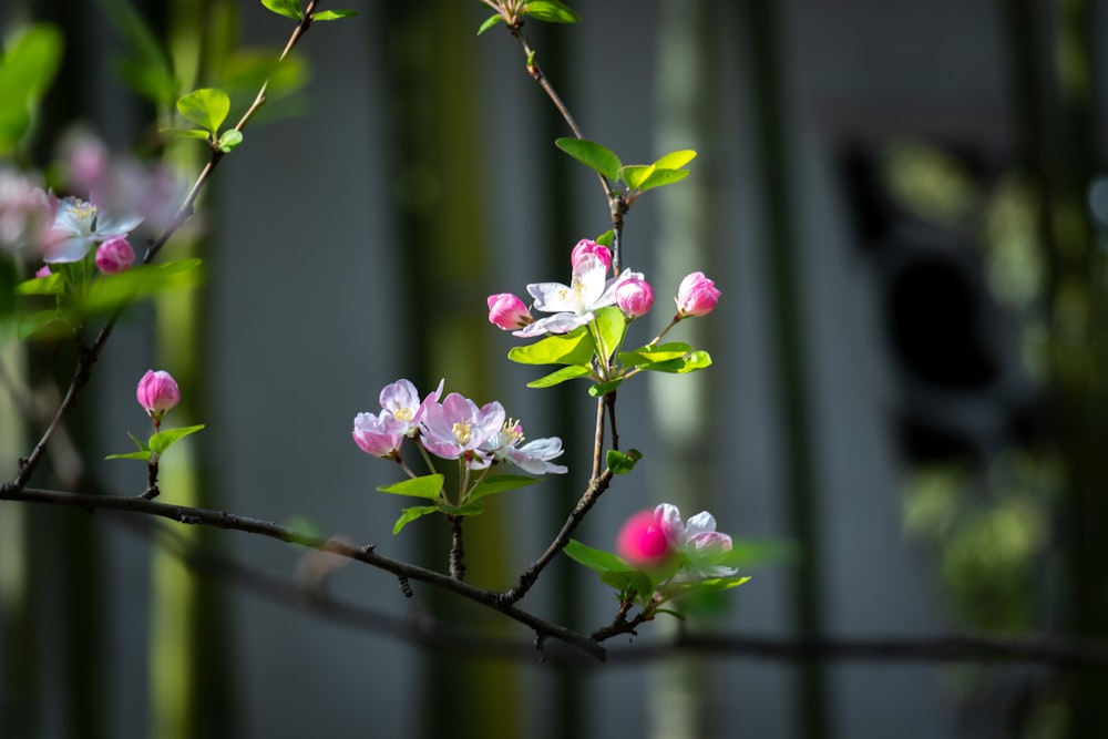 um ramo com flores rosa e brancas e folhas verdes