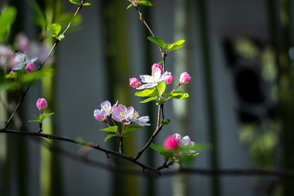 a branch with pink and white flowers and green leaves