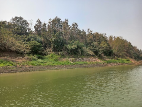A serene riverside landscape featuring a calm green river flowing alongside a densely forested riverbank. The riverbank is covered with a variety of trees and shrubs, displaying a mixture of green and brown foliage. The sky is clear, providing a backdrop of subtle blue hues.