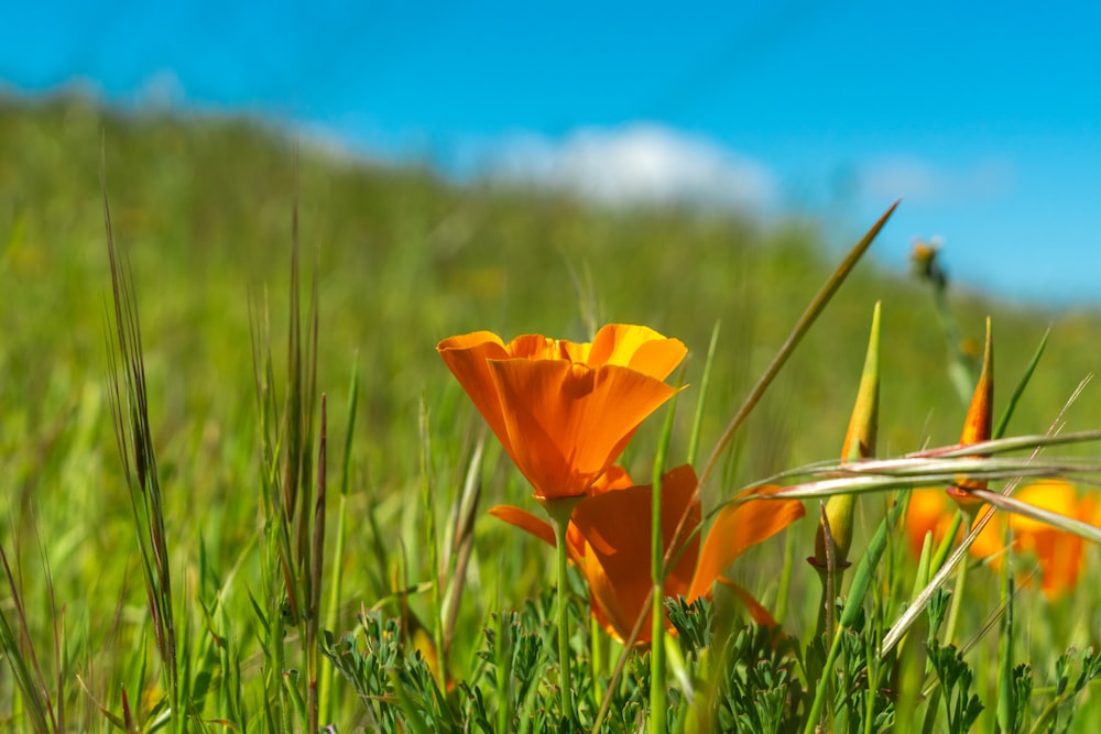 a close up of a flower in a field of grass