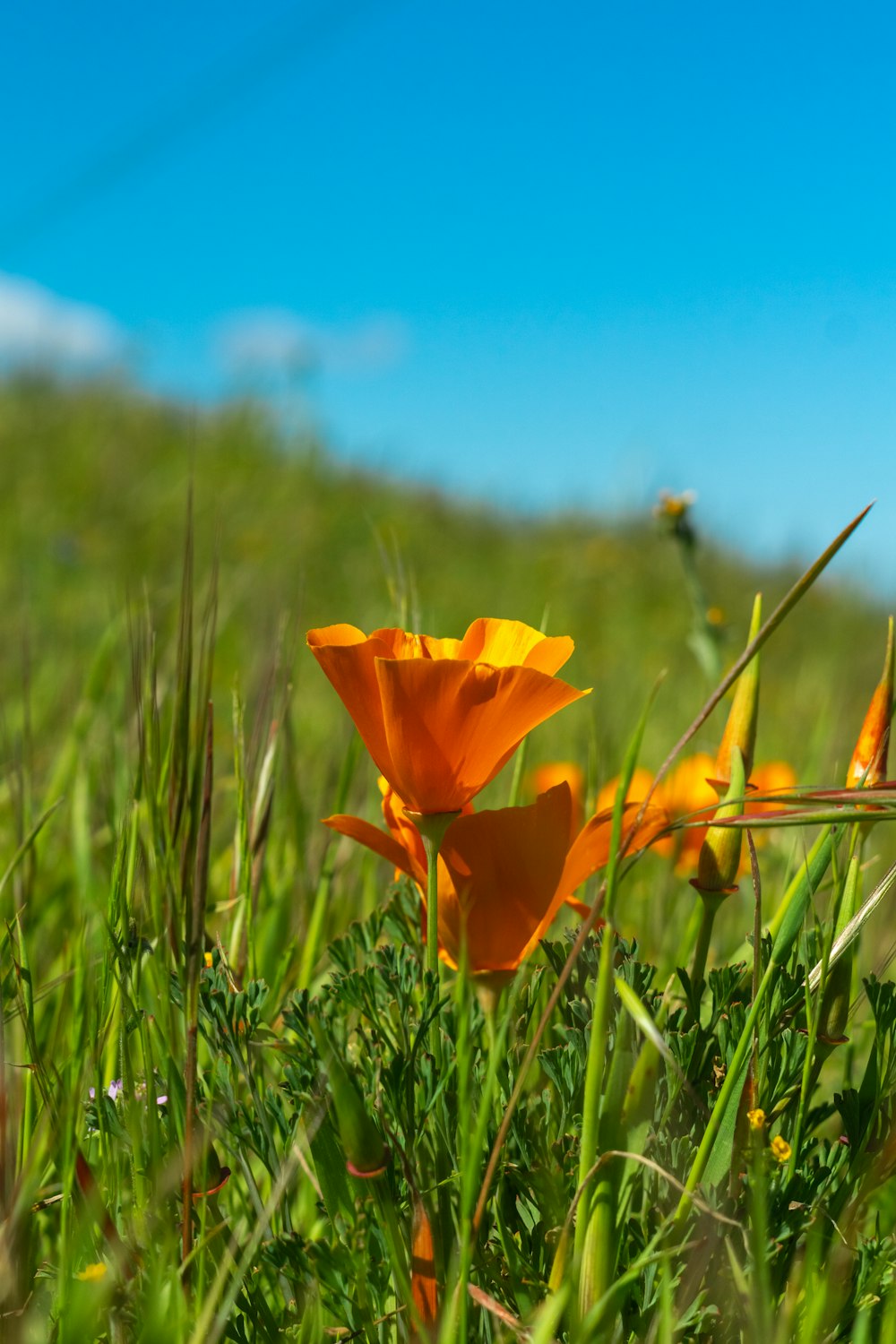 some orange flowers in a grassy field