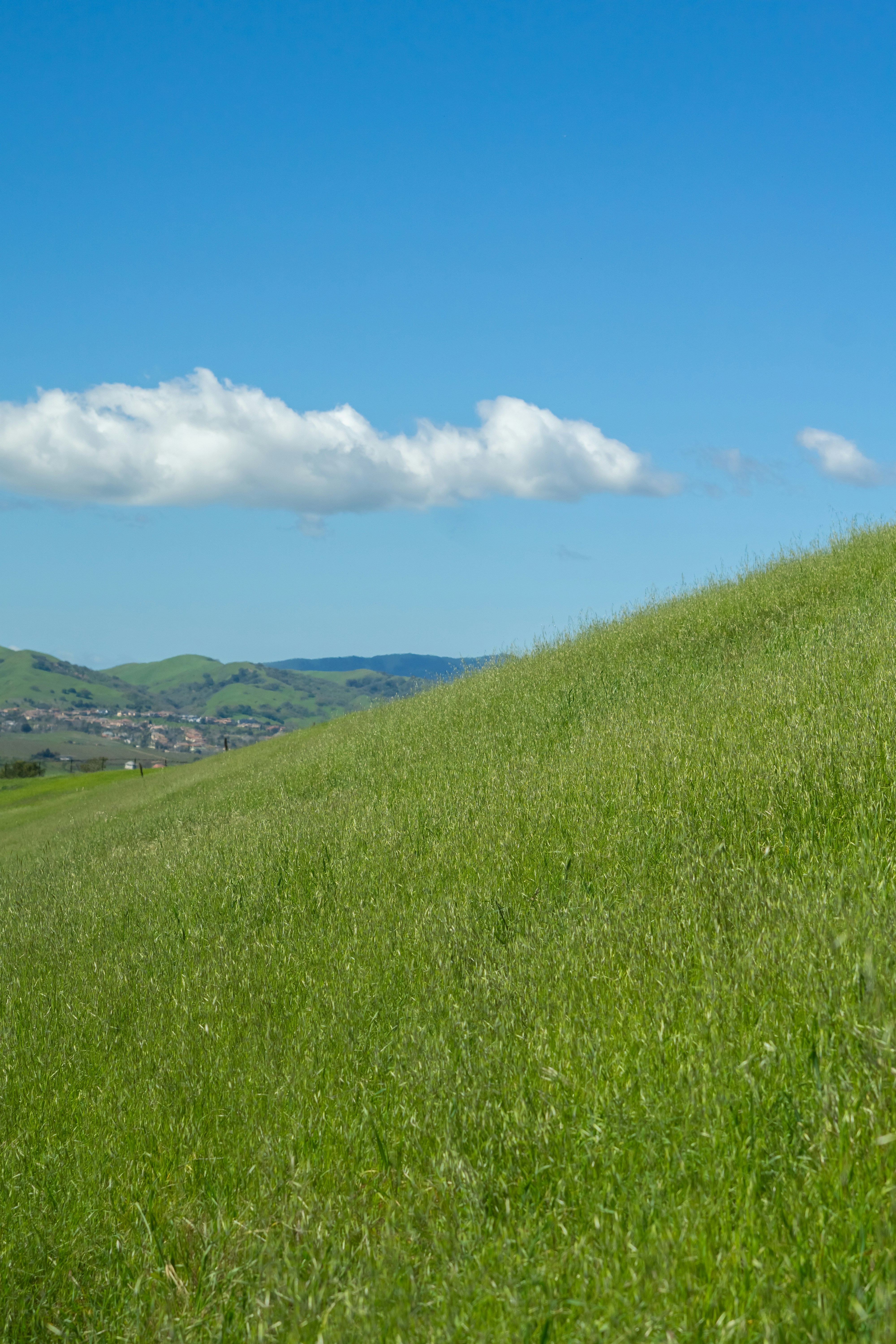 a sheep standing on top of a lush green hillside