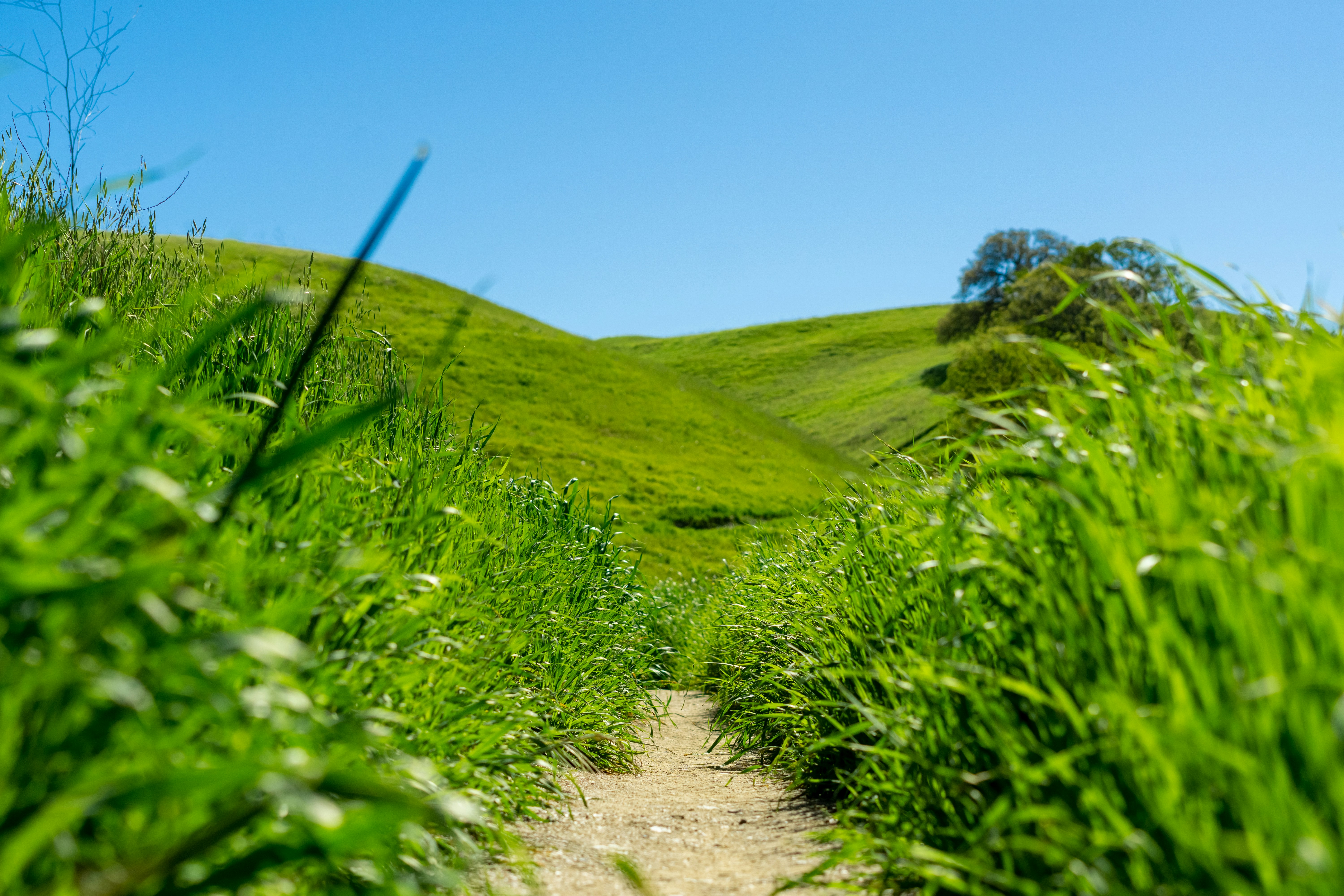 a dirt path through a lush green field