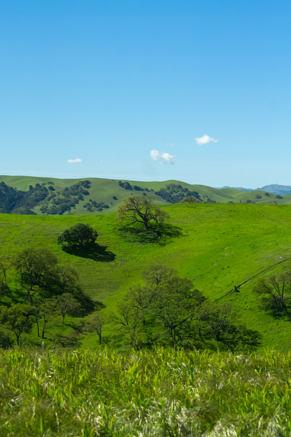 a lush green hillside covered in lots of trees