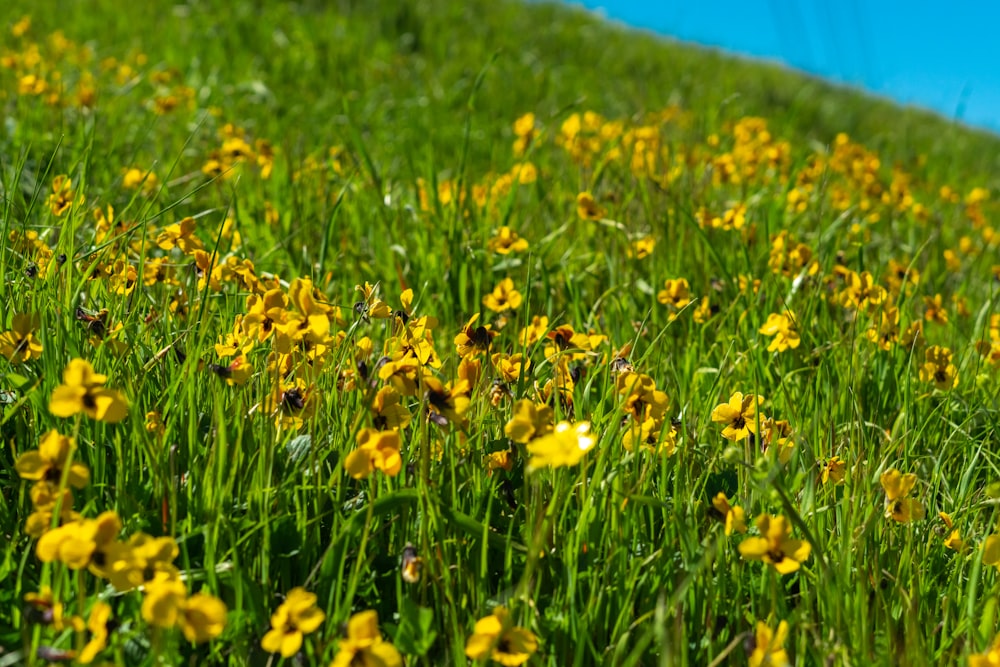 a field full of yellow flowers next to a hill