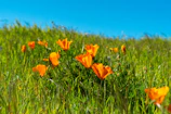 A colorful flower patch with sunset orange and yellow blooms swaying gently in the breeze.