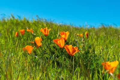 A colorful flower patch with sunset orange and yellow blooms swaying gently in the breeze.