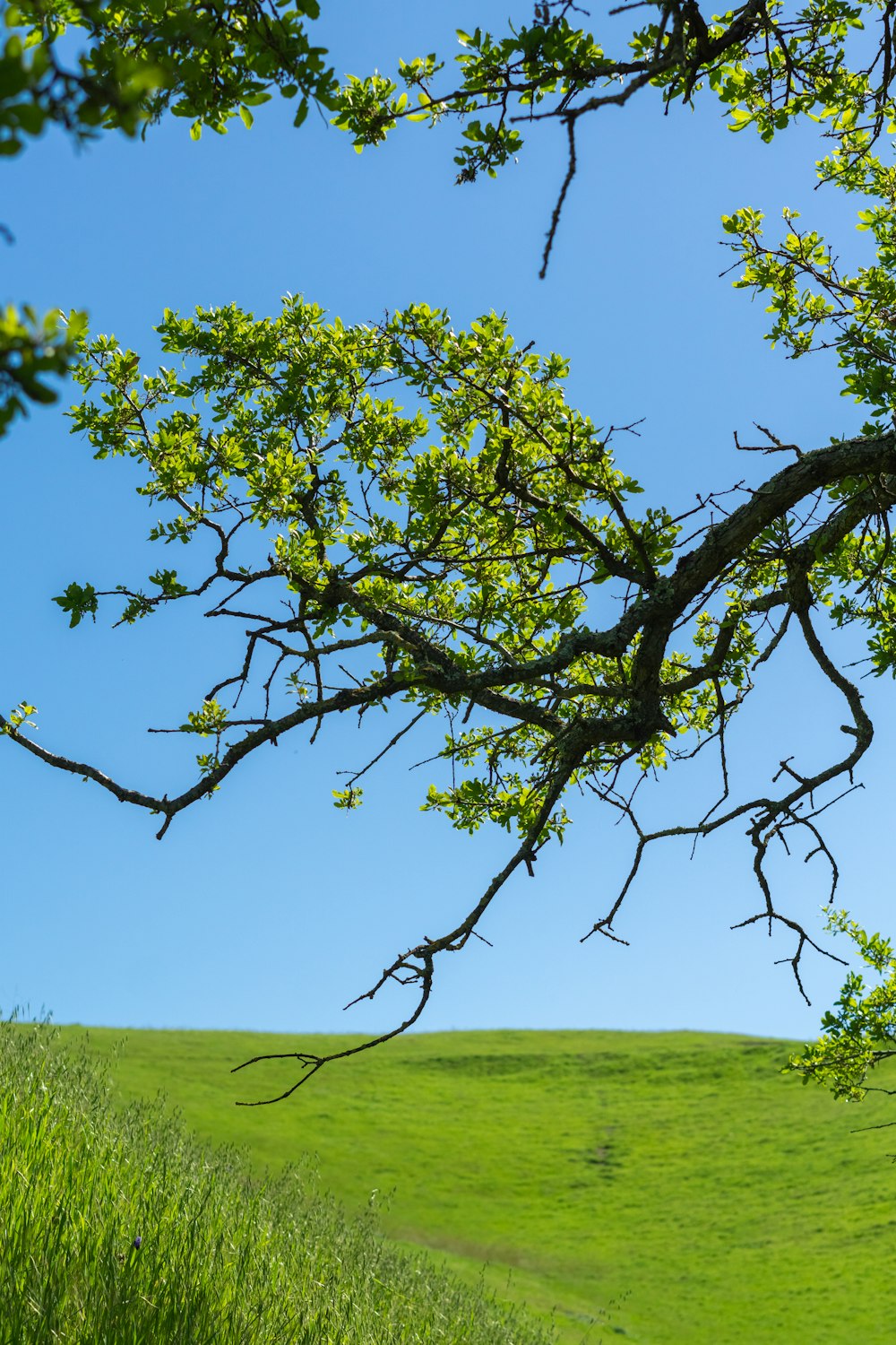 a tree branch in the middle of a grassy field