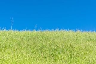 A serene field of lush green grass under a clear blue sky, symbolizing growth and care.