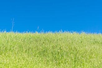 A peaceful vacant lot with green grass under a clear blue sky.