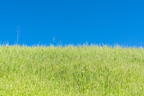 A serene field of lush green grass under a clear blue sky, symbolizing growth and care.