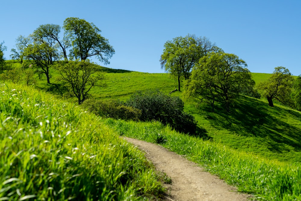 a dirt path winds through a lush green hillside