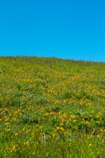 A serene landscape of lush green hills with wildflowers, representing the natural habitat of bees.