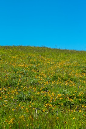 A serene landscape of lush green hills with wildflowers, representing the natural habitat of bees.