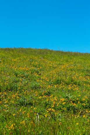 A serene outdoor scene featuring rolling green hills and wildflowers beneath a bright blue sky.