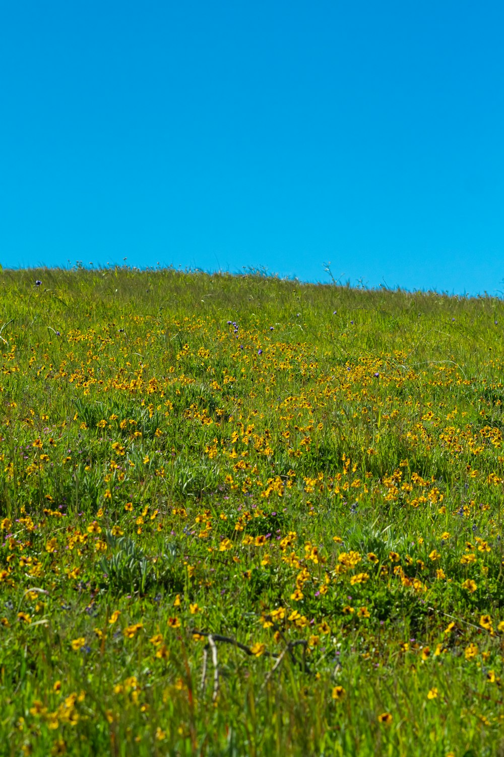 a cow standing on top of a lush green hillside