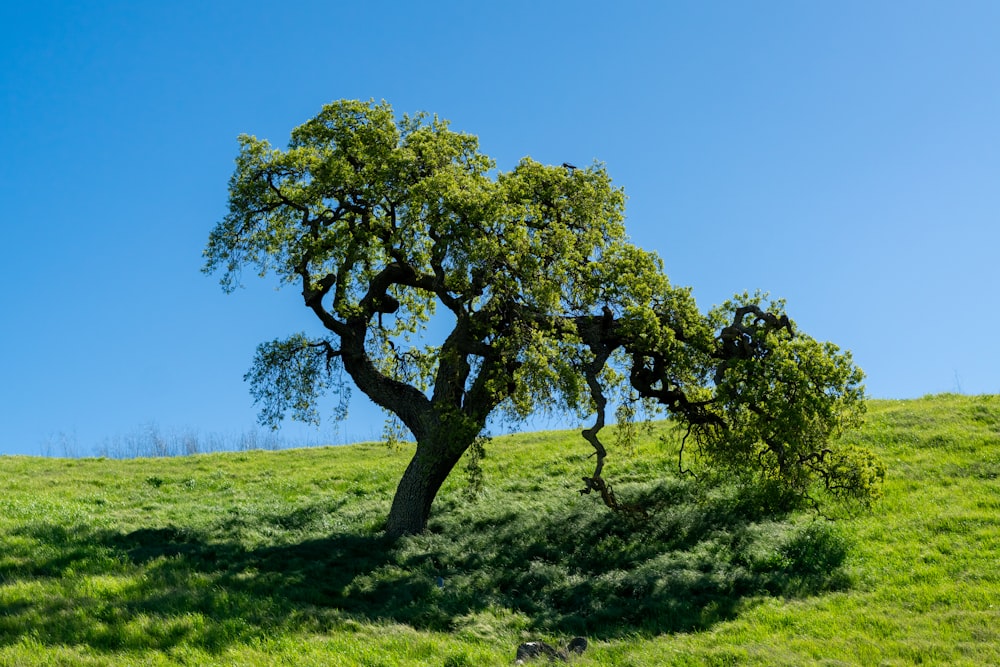 a tree on a hill with a blue sky in the background